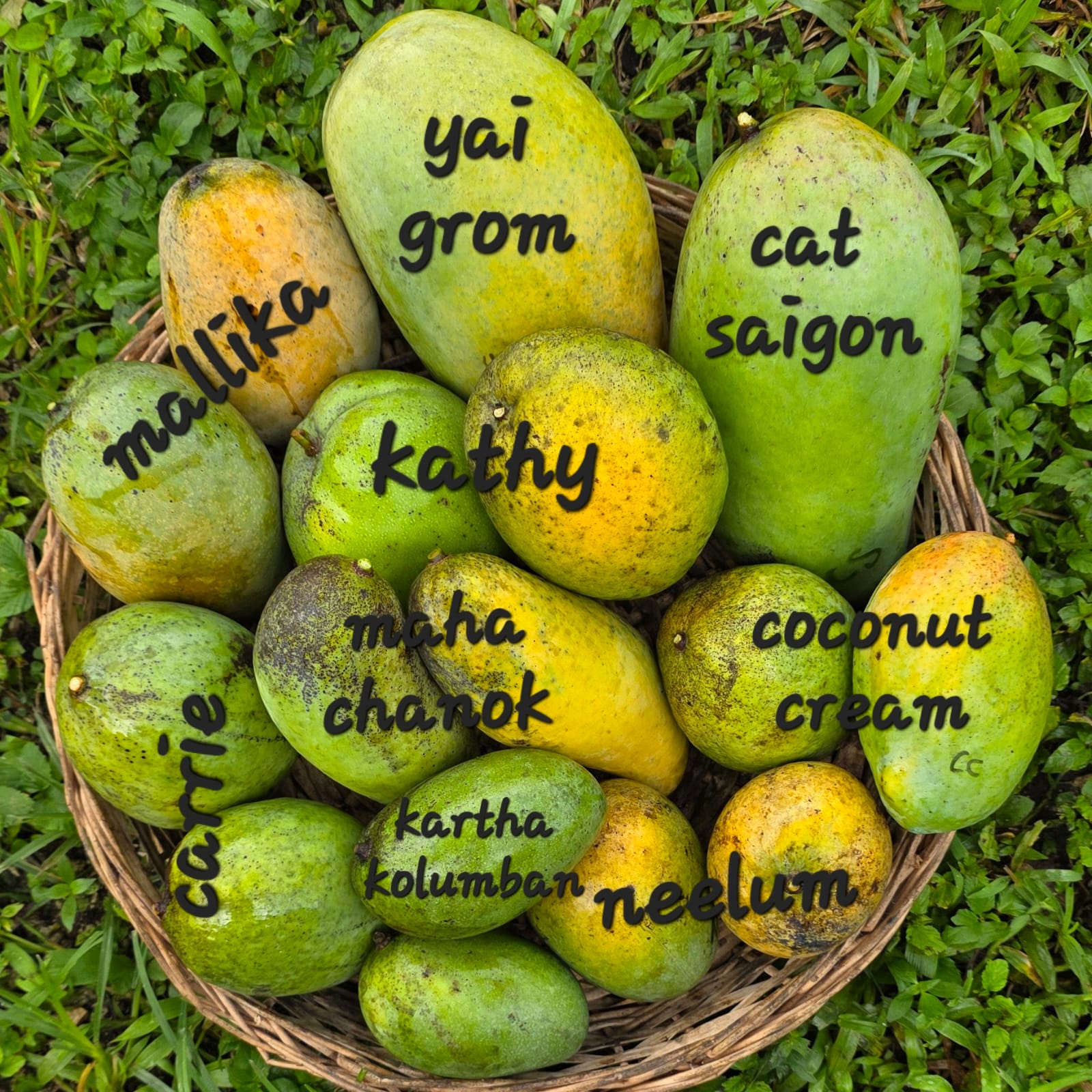 Fruit Variety Picture